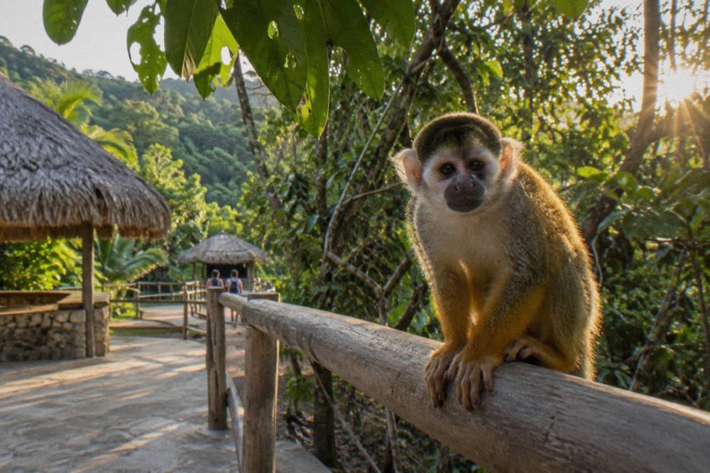 Squirrel monkey perched at eye level on a bare wooden rail, backlit fur, vines and green canopy