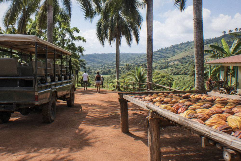Open air safari truck parked under tall royal palms beside a red dirt track with cacao pods drying