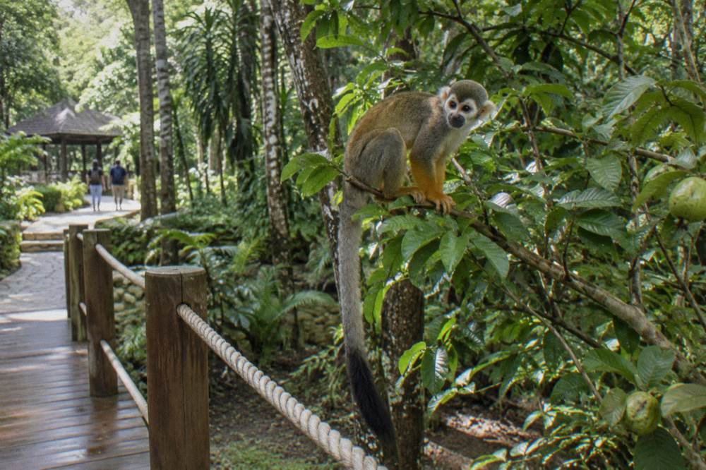 Squirrel monkey with orange yellow limbs on a low guava branch beside a rope rail, green foliage behind