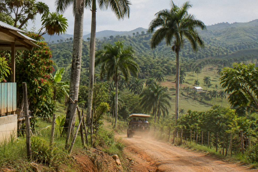 Wildlife moving through dense vegetation in a tropical reserve