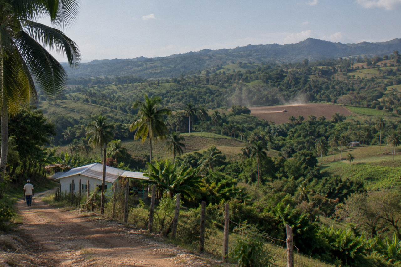 Tropical forest scene with a small monkey on a branch and dense green foliage in natural daylight