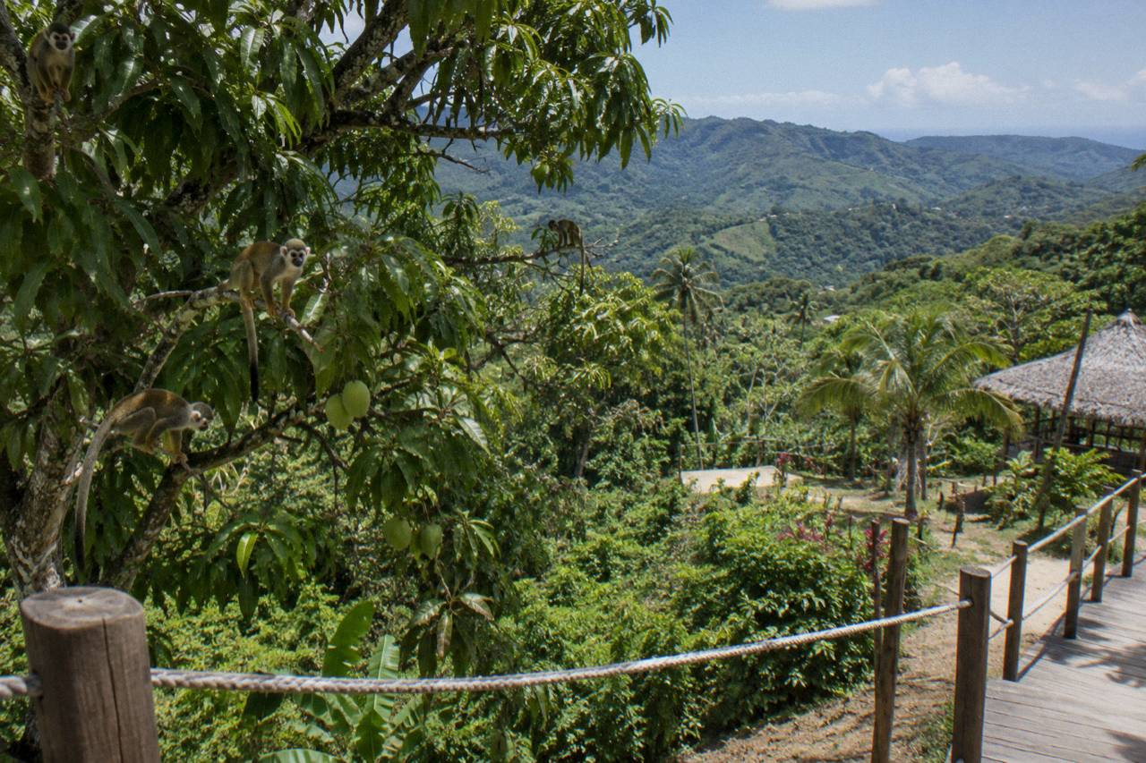Squirrel monkeys scattered in a mango tree seen from a wooden walkway above forested hills